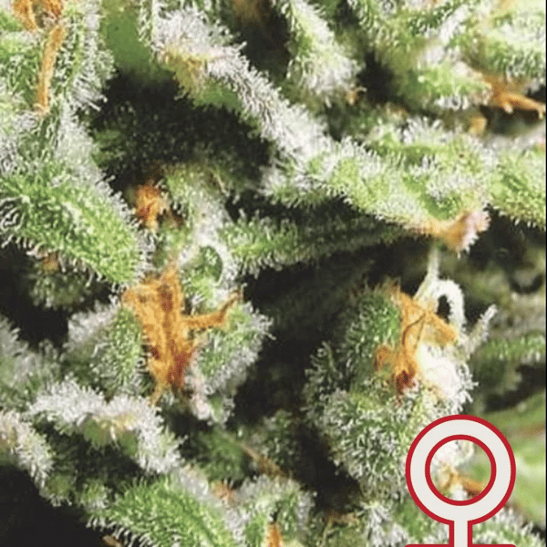 Cristal Limit Head K.C. Brains Seeds cannabisfrø