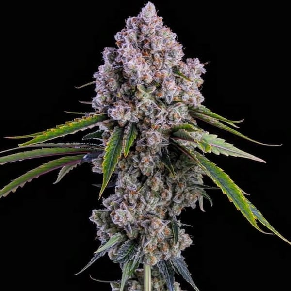 PEPE SILVIA R1 Ethos Genetics cannabis seeds