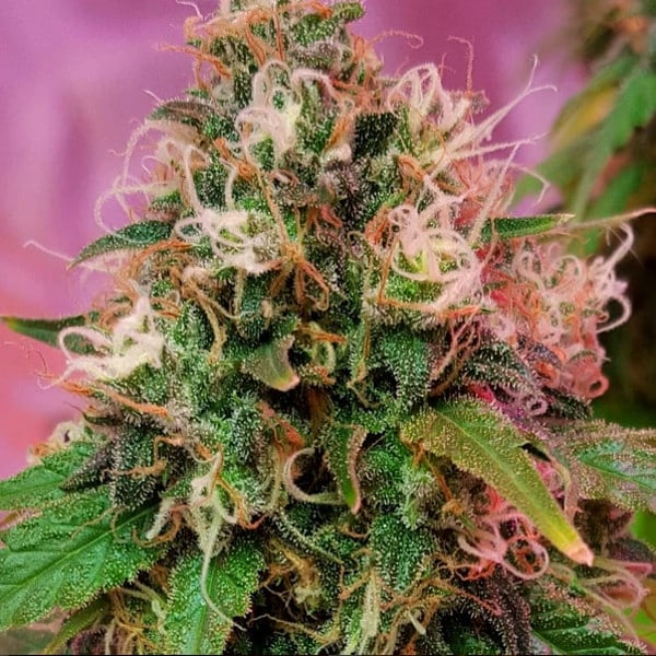 CBD OG Kush CBD Crew cannabis