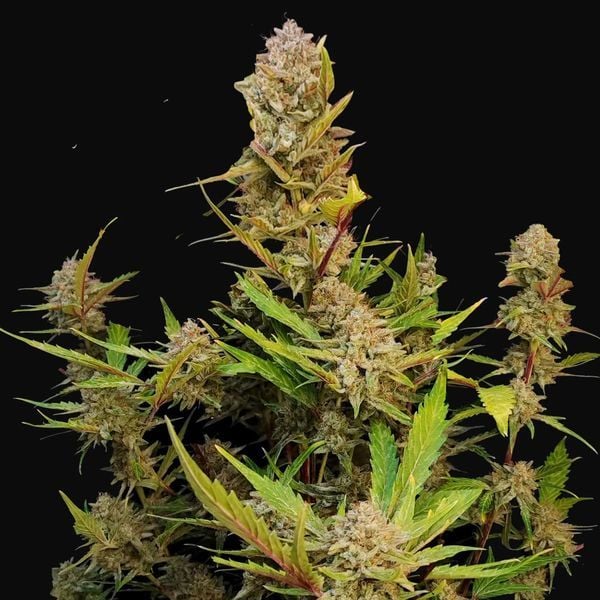 Apricot Auto Fast Buds cannabisfrø