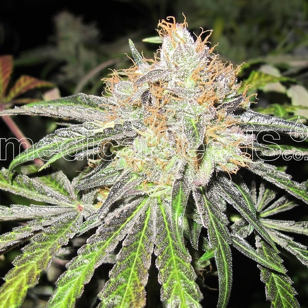 Medicinske cannabisfrø deep neville
