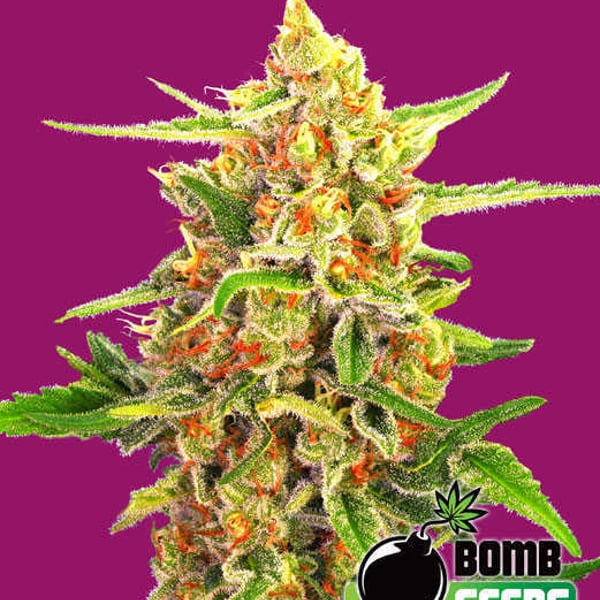 Cherry Bomb
