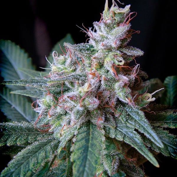 Cream Caramel Sweet Seeds cannabisfrø