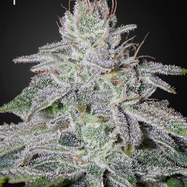 Francos Lemon Cheese Greenhouse Seed Company cannabisfrø