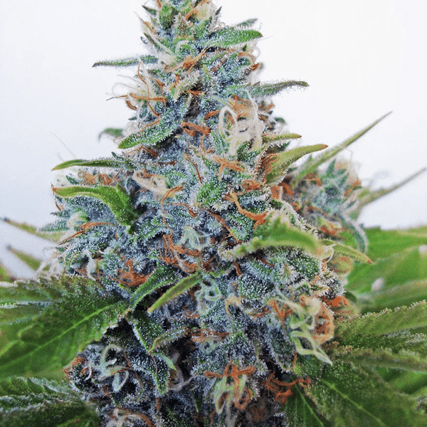 Auto Blue Amnesia Ministry of Cannabis cannabisfrø