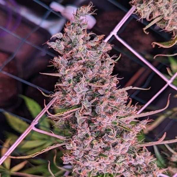 Golden Tiger Thai Dominant 3rd version Feminized Ace Seeds cannabisfrø