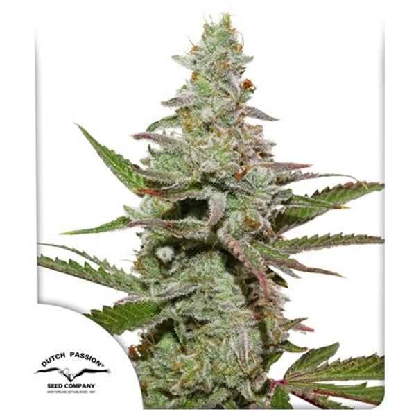 Amsterdam Amnesia Dutch Passion cannabisfrø skunkfrø