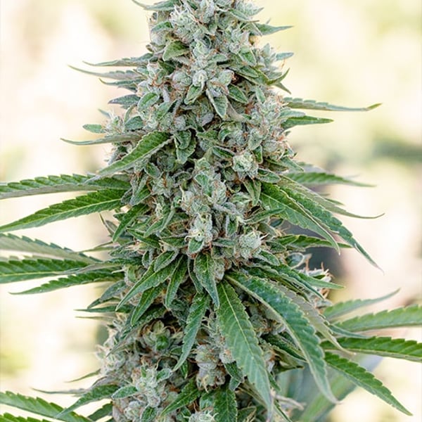Critical Mango Flower Silent Seeds