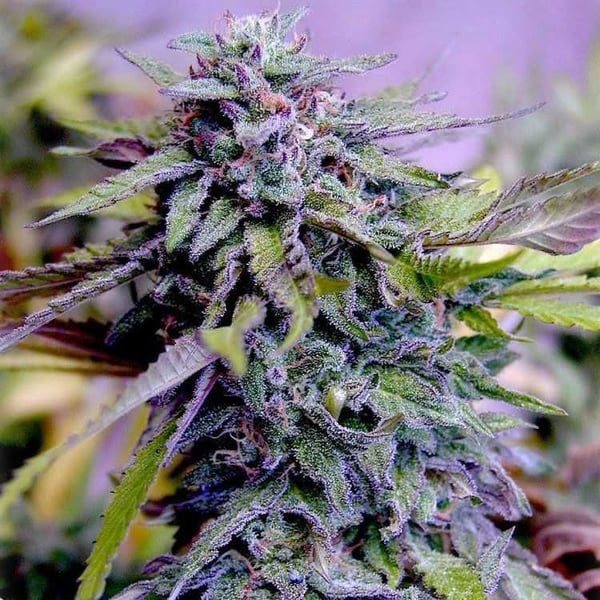Ken's Original Grand Daddy Purp cannabisfrø