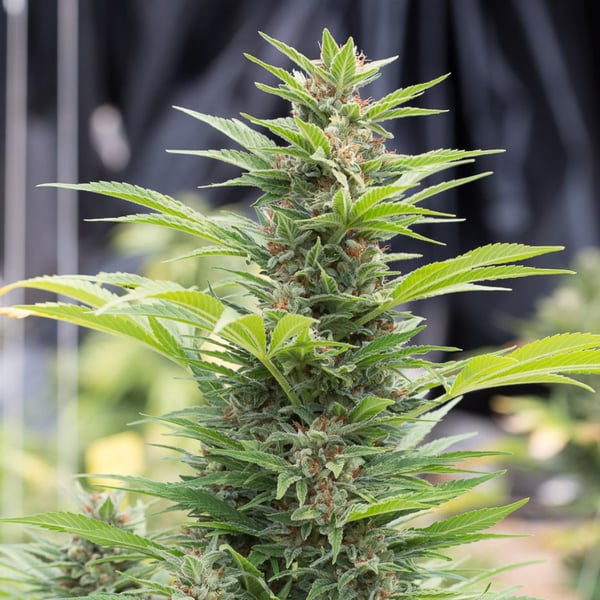 Sour Diesel Auto