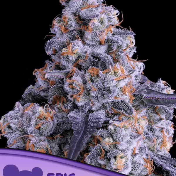 Epic Buzz Auto Anesia Seeds cannabisfrø