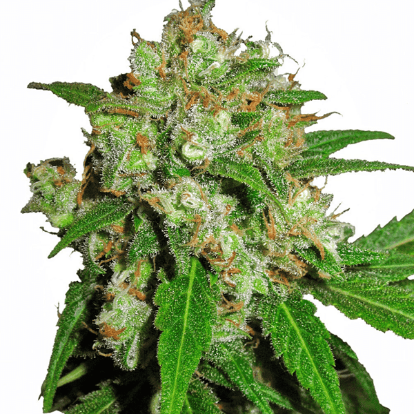 Cannabisfrø Sensi Seeds Sensi Skunk