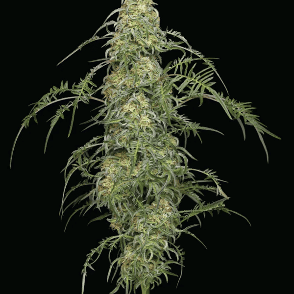 Freakshow Humboldt Seed Company cannabisfrø