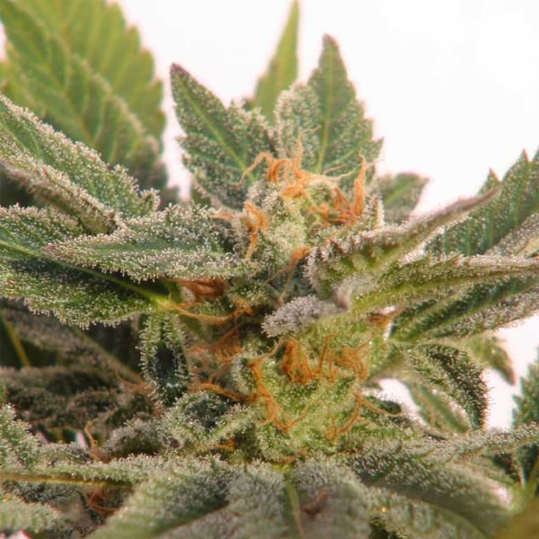 Kritic Auto Kannabia skunkfrø cannabisfrø