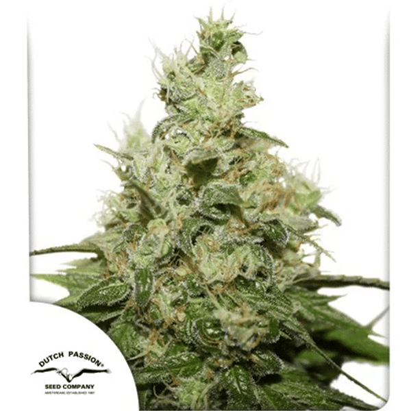 CBD Kush Dutch Passion cannabsifrø