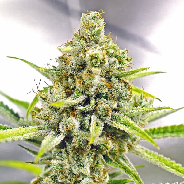 Bruce Banner Auto Nordland Seeds cannabisfrø