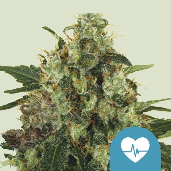 Medicinske cannabis frø Medical Mass Skunkfrø Royal Queen Seeds