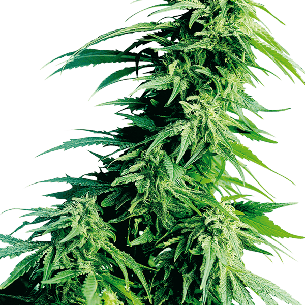 Cannabisfrø Sensi Seeds Hindu Kush Feminiserede