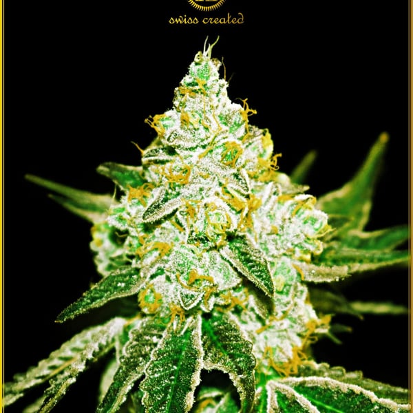 Northern Sky Automatic Anaconda Seeds cannabisfrø