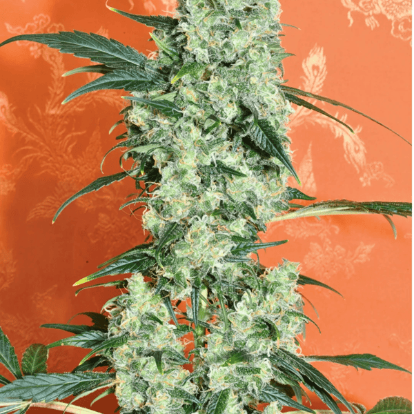 Kalichakra-Mandala-Seeds-cannabisfrø