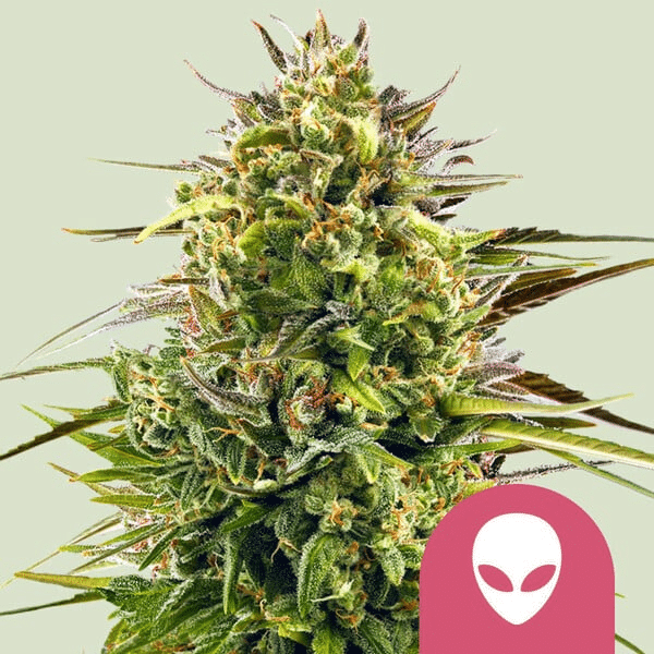 Alien OG Royal Queen Seeds skunkfrø