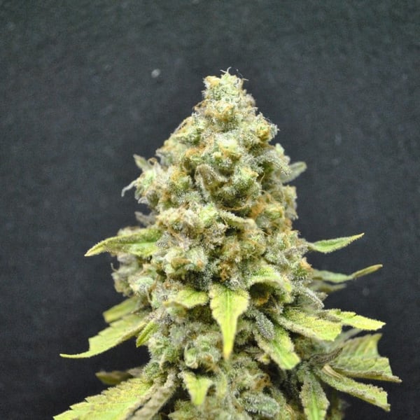 CBD Critical Mass cannabisfrø