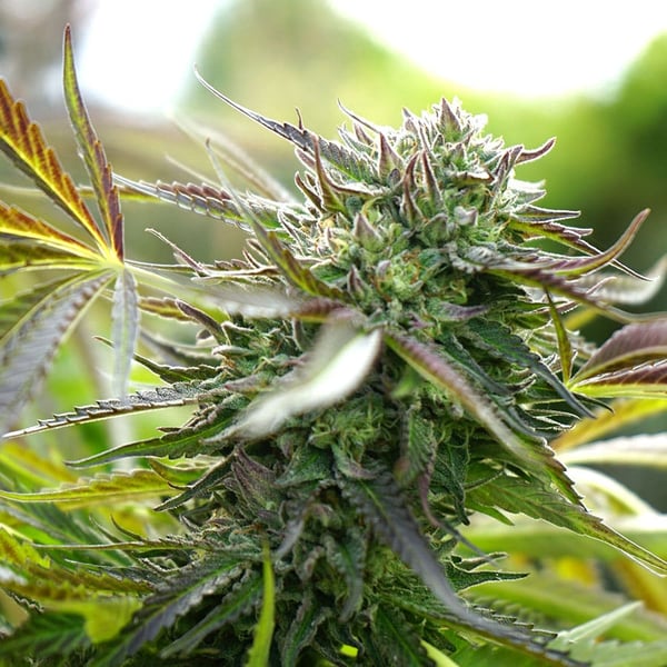Pineapple Chem Auto Humboldt Seed Organization cannabisfrø