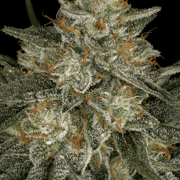Dutch Kush Paradise Seeds