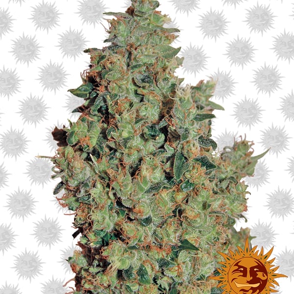 Tangerine-Dream cannabisfrø