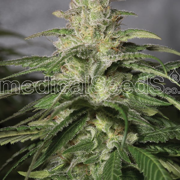 Medicinske cannabisfrø og kush cbd