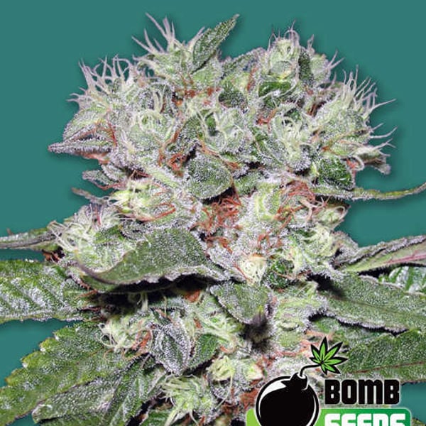 CBD BOMB Bomb Seeds cannabisfrø