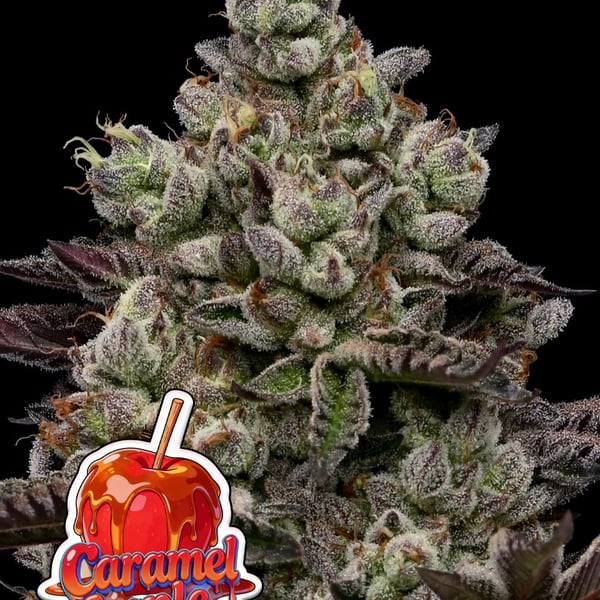 Caramel Apple Drip Anesia Seeds cannabis seeds