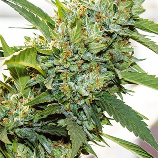 Vision Kosher Vision Seeds cannabisfrø