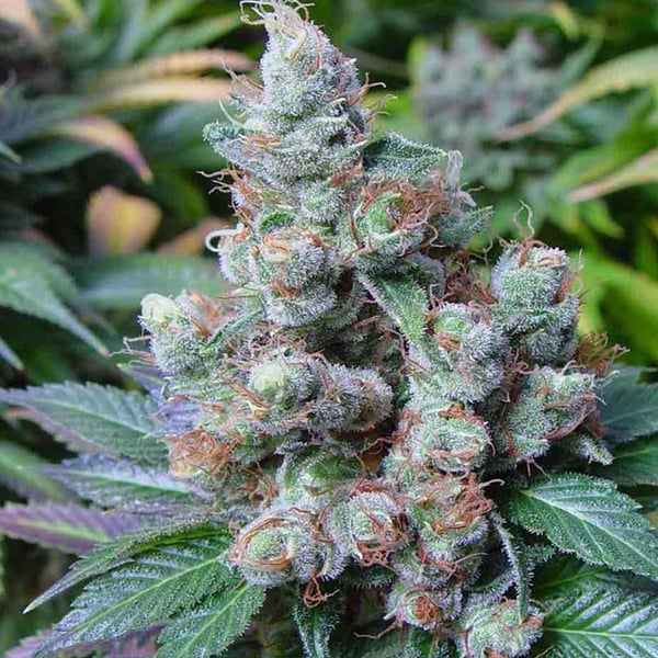 Somari Soma Sacred Seeds cannabisfrø