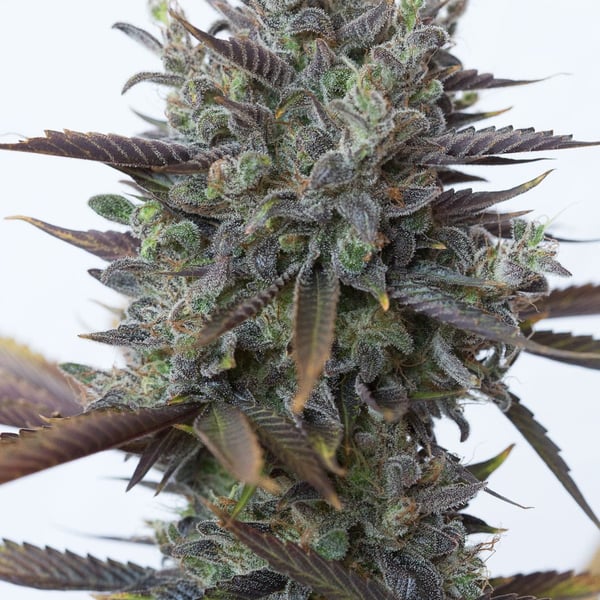 Lemon Cherry Gelato Auto Nordland Seeds