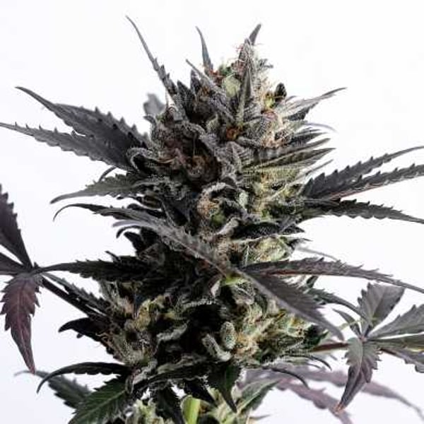 Super Lemon Haze Auto cannabisfrø skunkfrø Nordland Seeds