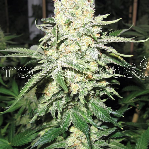 Medicinske cannabisfrø noname
