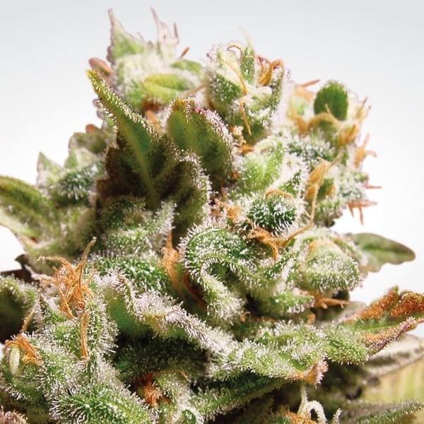 Skunkfrø Dutch Dragon Cannabisfrø Paradise Seeds