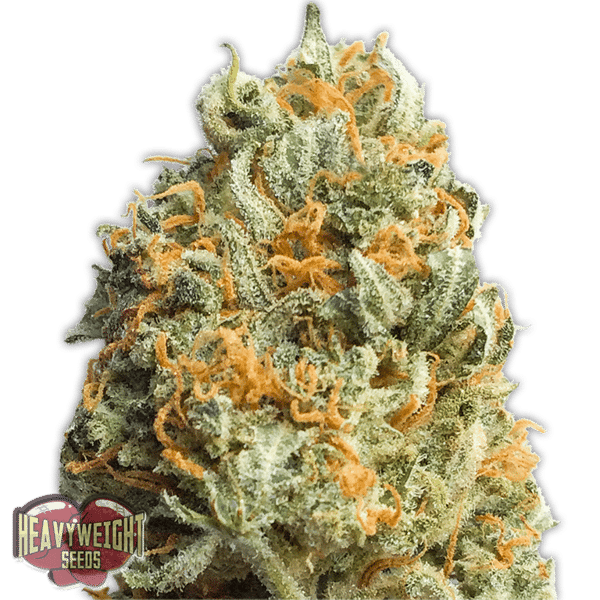 Fully Loaded Auto Heavyweight Seeds cannabisfrø