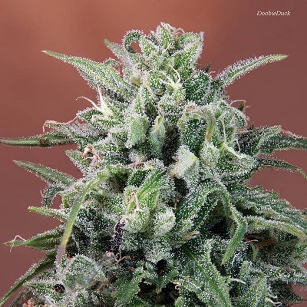 Nepal Annapurna Ace Seeds cannabisfrø