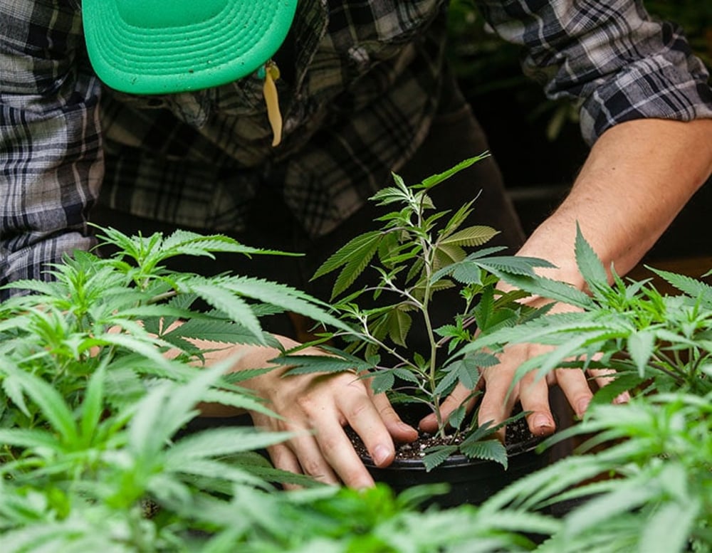 Cannabisdyrkning gartner Danmark