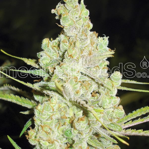 Medicinske cannabisfrø 1024