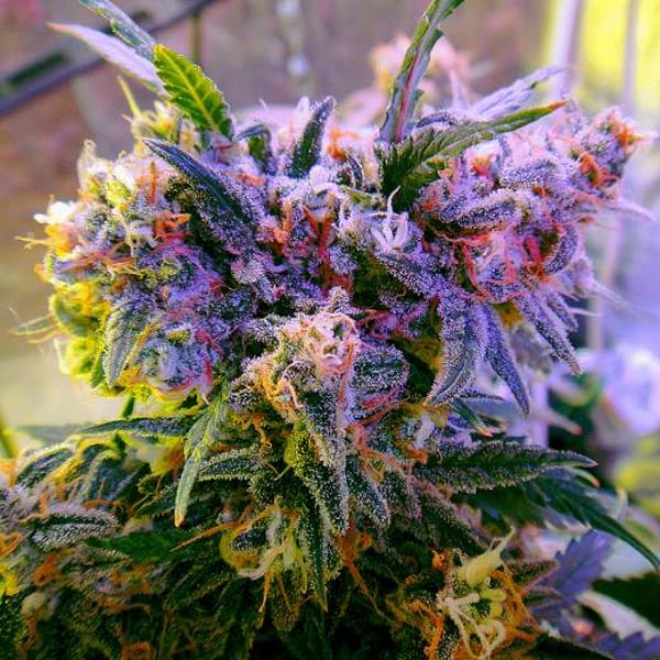 Skunkfrø Aurora Indica feminiserede cannabisfrø Nirvana Seeds