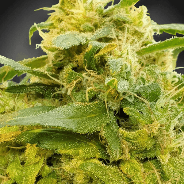 CBDivine Pasradise Seeds