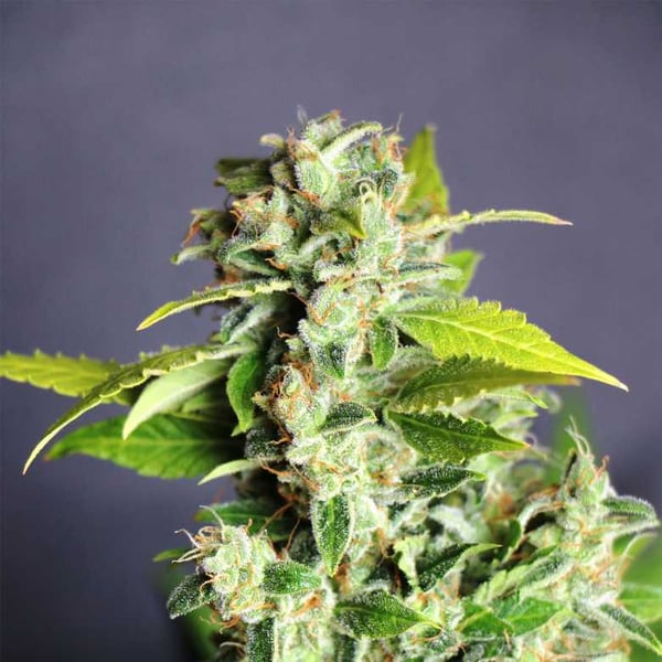 Mikromachine Kannabia skunkfrø cannabisfrø