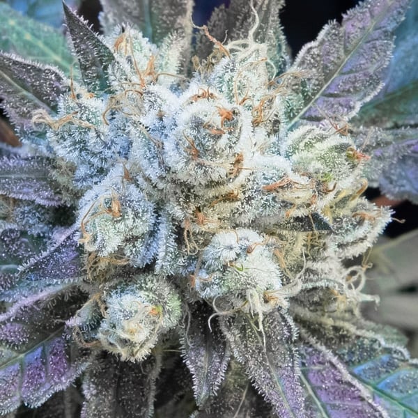 #9 Pound Hammer Fast High Speed Buds cannabisfrø