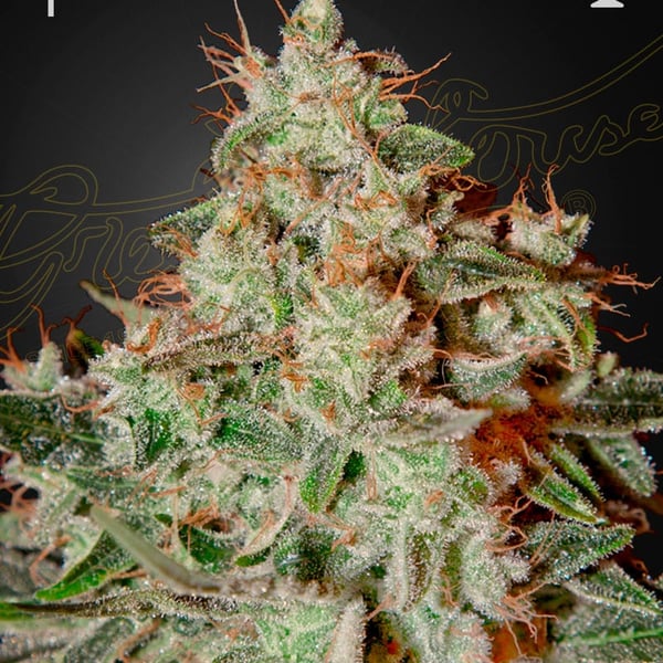Lemon Skunk Green House Seeds cannabisfrø