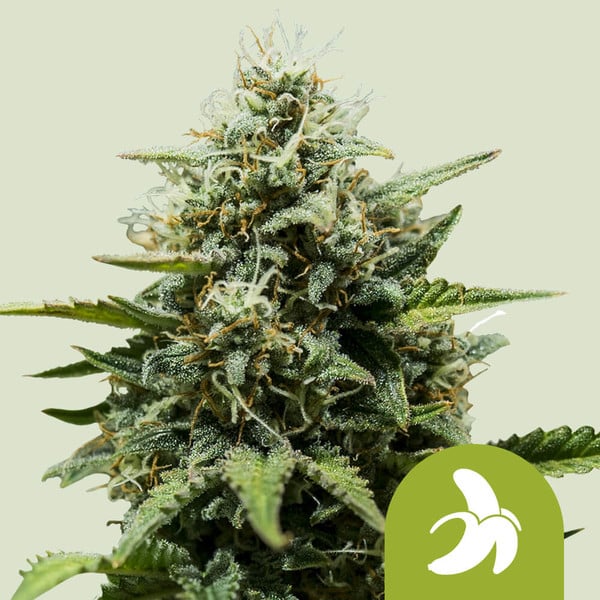 Fat Banana Auto Royal Queen cannabisfrø skunkfrø