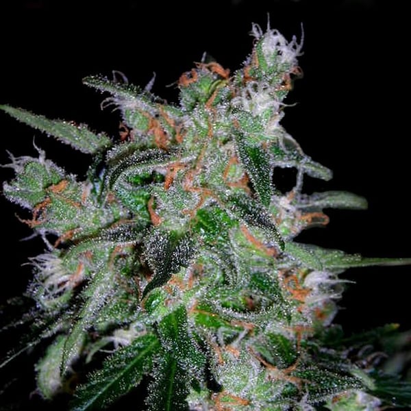 Cannabisfrø dna genetics 60 day lemon autoflower