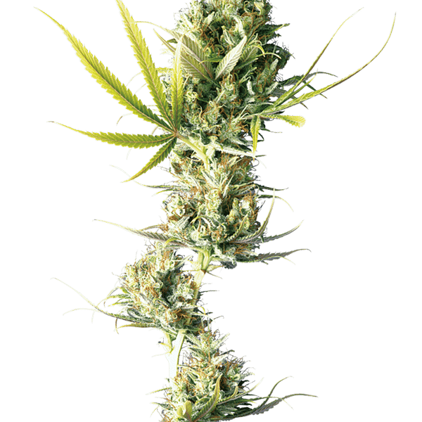 Cannabisfrø Sensi Seeds Durban Feminiserede